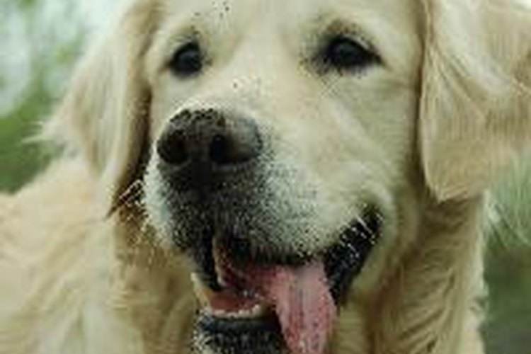 Remedios caseros para la vaginitis canina.