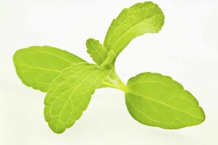 Hojas de Stevia.