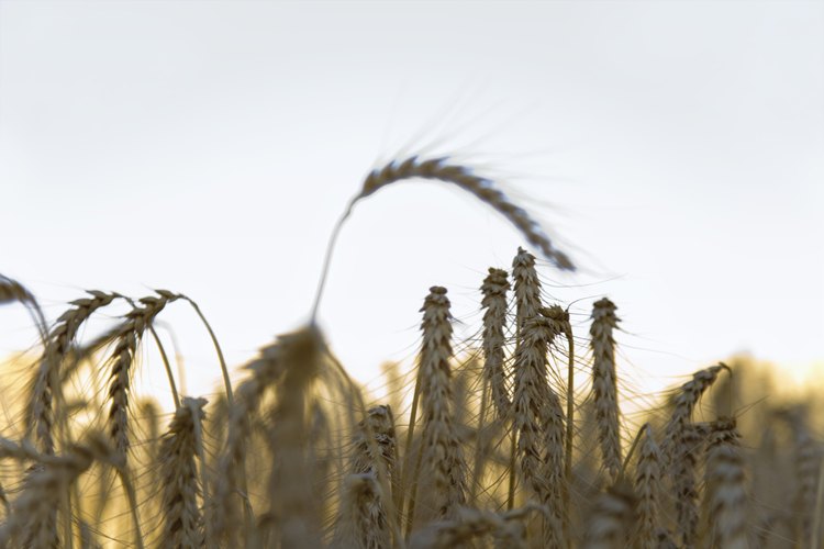 Una alergia al trigo no excluye todos los alimentos.