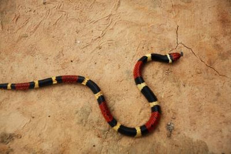 scarlet king snake head