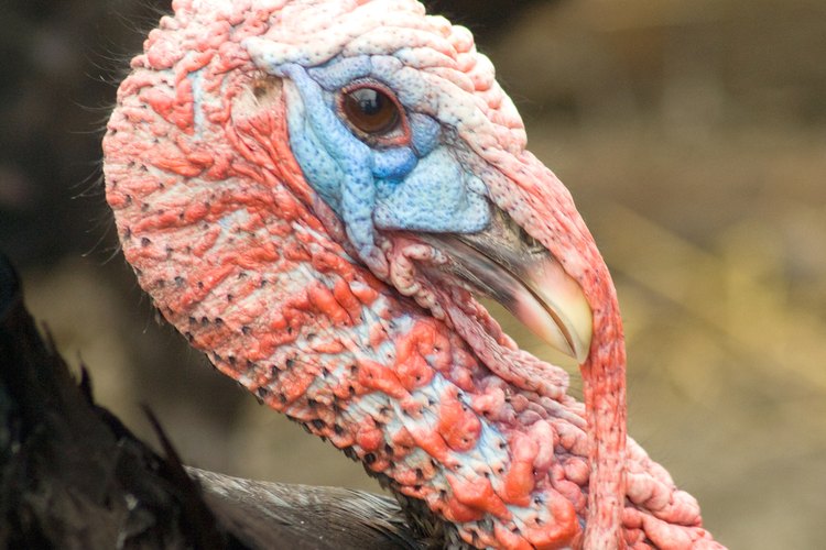 El cuello grueso de un pavo imparte mucho sabor a cualquier plato con le que esté cocinado.