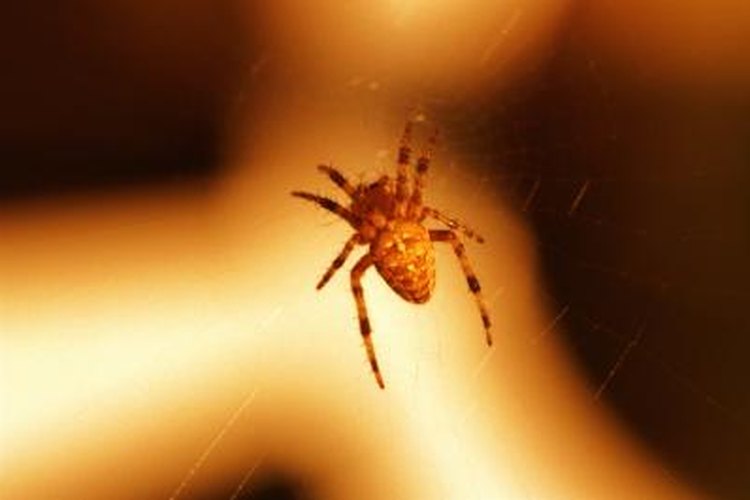 Do All Spiders Have Hair on Their Bodies? | Pets on Do All Spiders Have Hair on Their Bodies? | Pets on