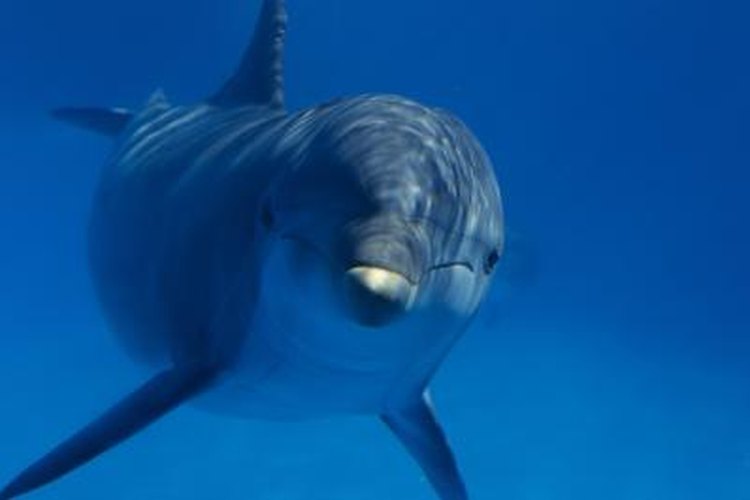 How Dolphins See in Dark Water | Pets on How Dolphins See in Dark Water | Pets on