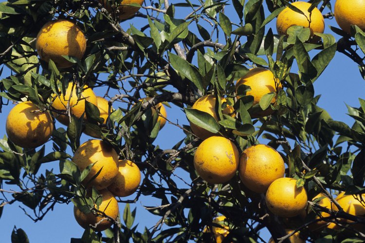 Naranjas creciendo en un árbol.