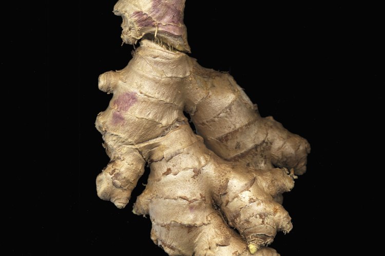La raíz de jengibre es muy beneficiosa para la salud.