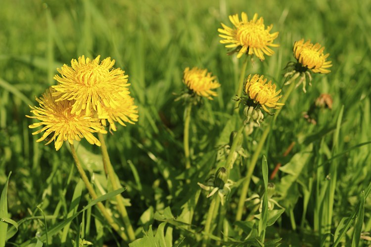 Flores y hojas de diente de león.
