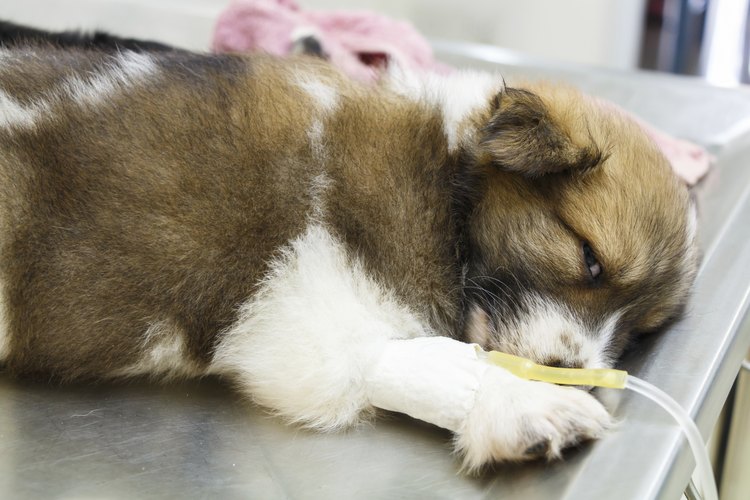 Los veterinarios tienen muchos medicamentos para elegir cuando hay que poner a un animal a dormir.