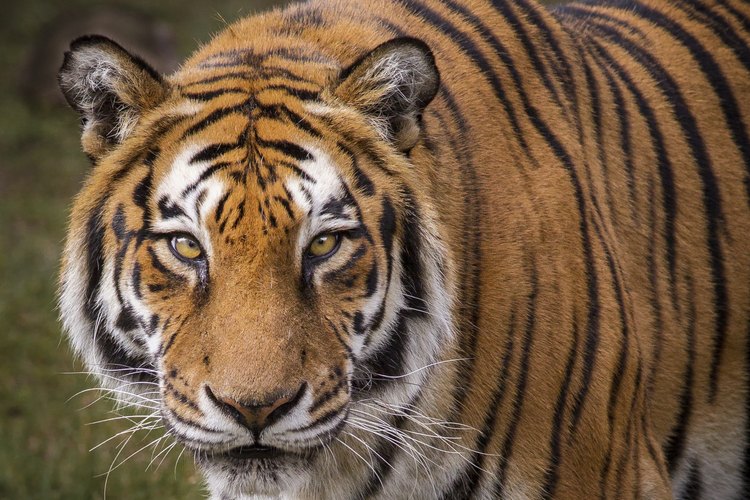 What Are Some Adaptations of a Tiger? | Pets on What Are Some Adaptations of a Tiger? | Pets on