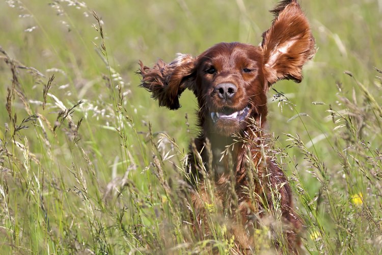 Easy Ways to Remove Hair From a Dog's Ear | Pets on Mom.com