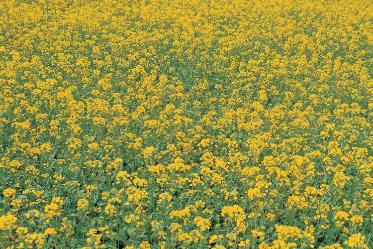 El aceite de la planta de colza es llamado aceite de canola en los Estados Unidos.