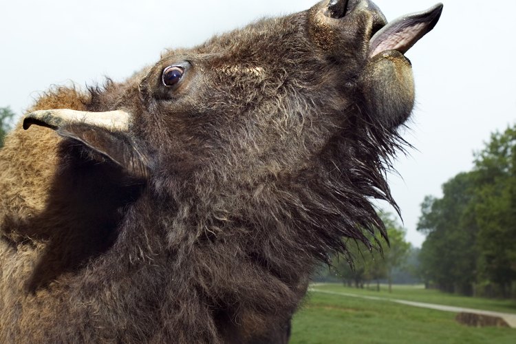 La lengua de vaca sin duda tiene un sabor diferente a cualquier otro tipo de carne.
