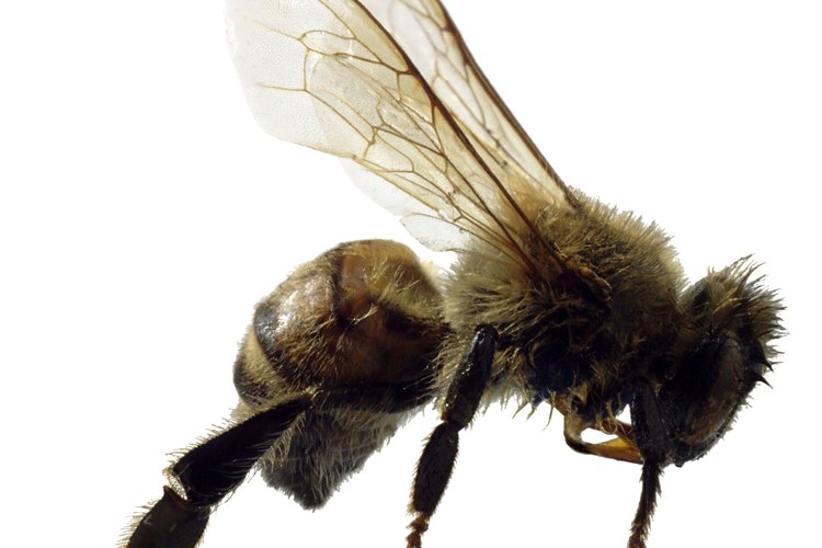 Las abejas hacen medicinas