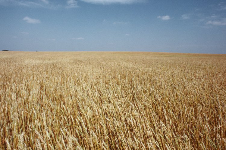 El trigo entero contiene más fibra y contenido nutricional que el trigo procesado.