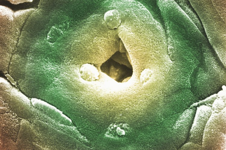 El sistema glandular regula el funcionamiento de los órganos del cuerpo.