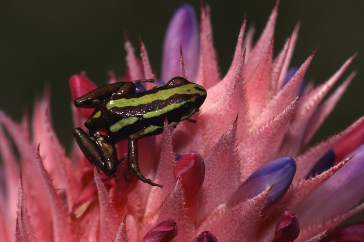 Las pequeñas, coloridas ranas venenosas de las selvas tropicales segregan sustancias químicas tóxicas a través de su piel.