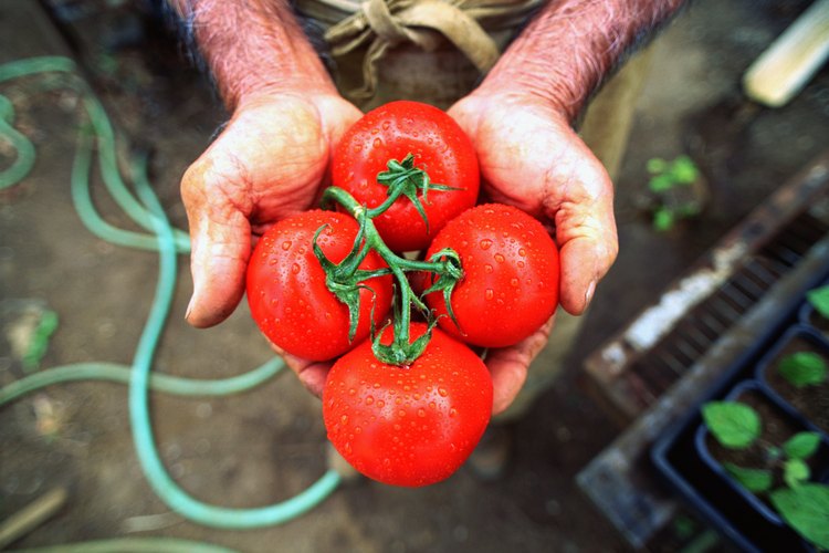 Un puñado de tomates.