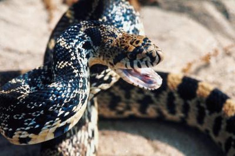 do bull snakes eat prairie dogs