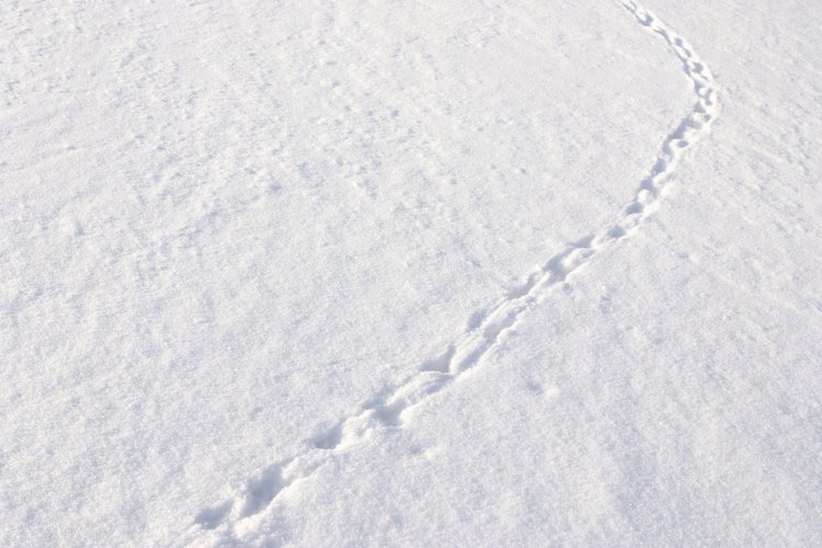 La nieve pareciera estar limpia, pero muchas veces no lo está.