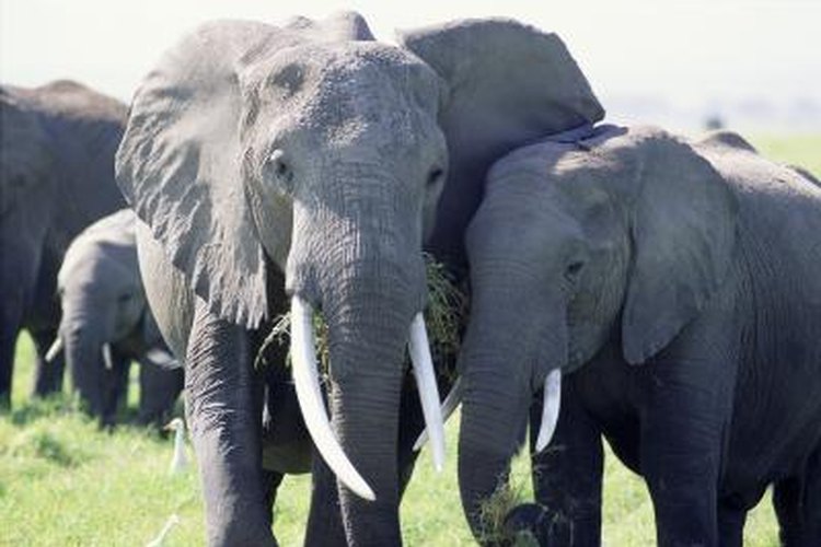 What Kind of Elephants Are There? | Pets on What Kind of Elephants Are There? | Pets on