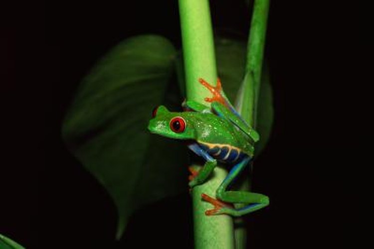 Do Frogs Breathe Through Their Lungs? | Pets on Do Frogs Breathe Through Their Lungs? | Pets on