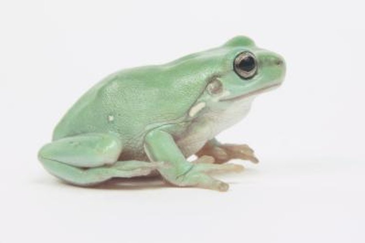 Do Frogs Have Ear Holes? | Pets on 
