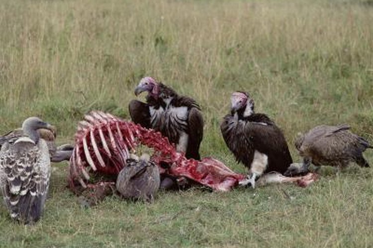 why dont buzzards eat dead dogs