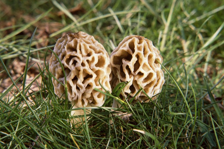 Las colmenillas son una de las setas más fáciles de identificar.