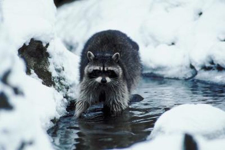 how do raccoons survive winter