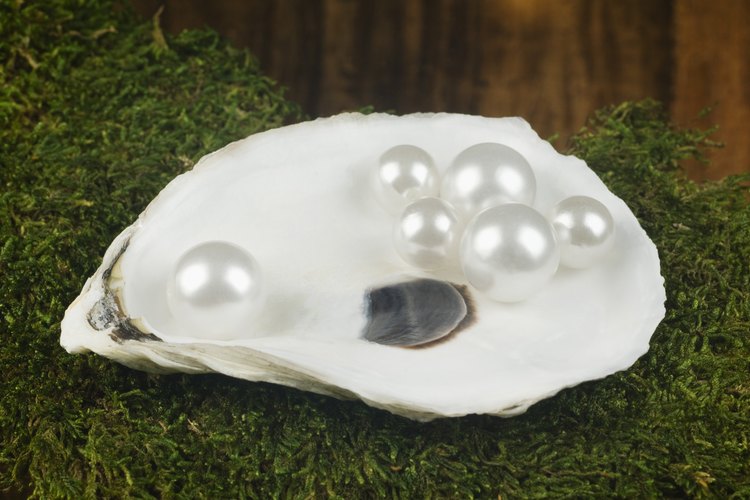 Las conchas de las ostras tienen un equilibrio único de nutrientes esenciales para la vida.