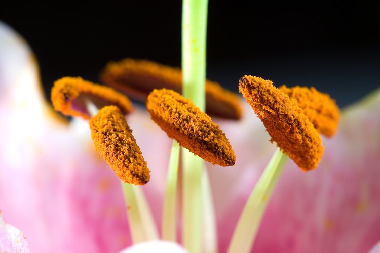 El polen de las flores tiene muchas aplicaciones en salud y belleza.