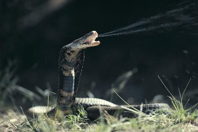 How Do King Cobras Adapt to Their Environment?
