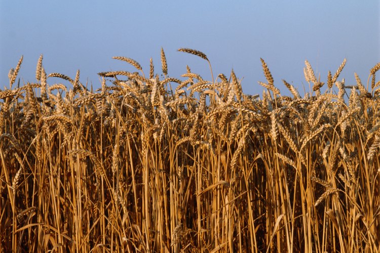 El trigo contiene gluten, que puede causar inflamación en individuos sensibles.