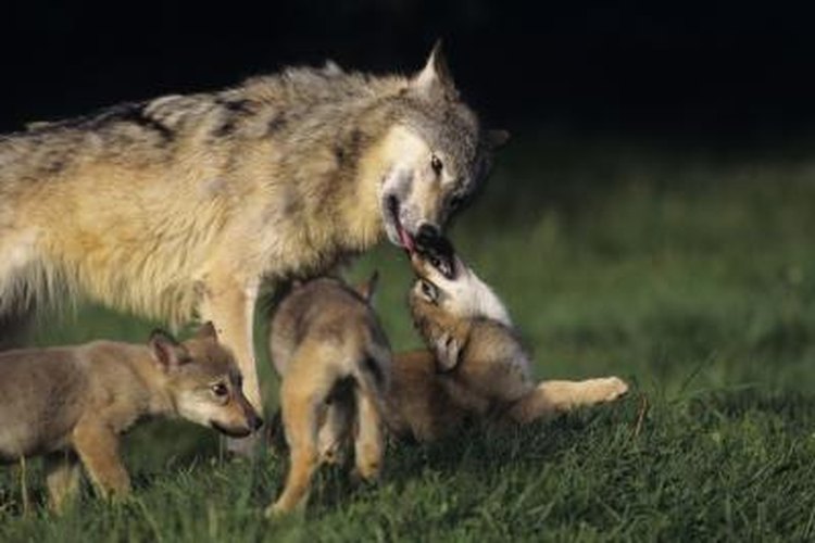 English Wolf Cubs