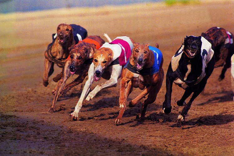 Las carreras de galgos son uno de los deportes más fáciles para apostar.