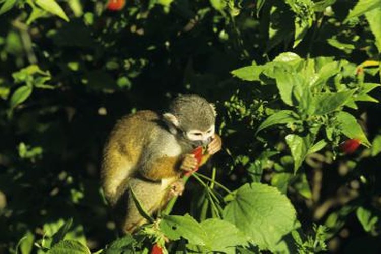 squirrel monkey habitat