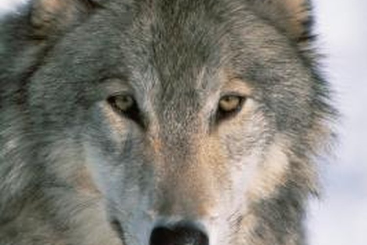 alaskan timber wolf