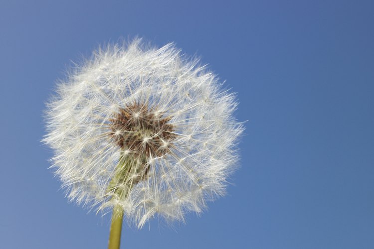 Usa el diente de león para eliminar las arrugas.