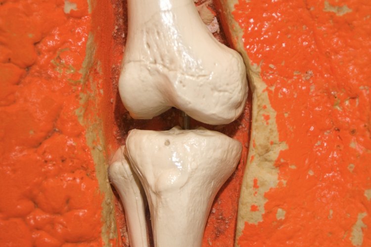En la articulación de la rodilla encontramos un ejemplo de los ligamentos.