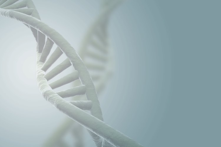 La vitamina B12 es necesaria para la síntesis del ADN.