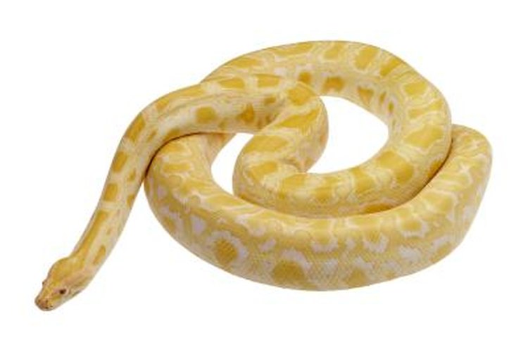 male albino burmese python