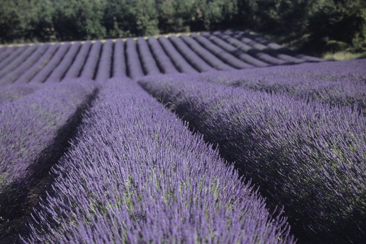 El aceite en las hojas de lavanda es lo que da a la planta su agradable aroma.