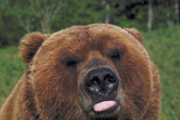 Cómo hacer unas orejas de oso.