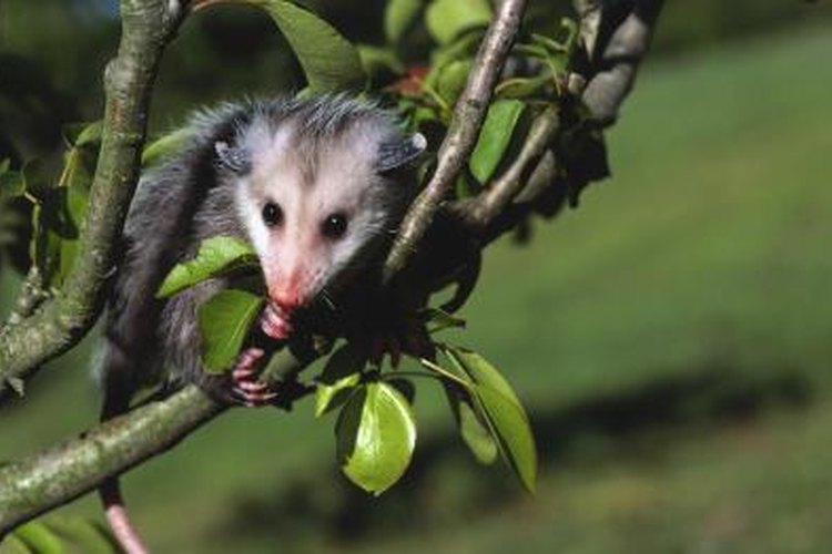 opossum hanging by tail