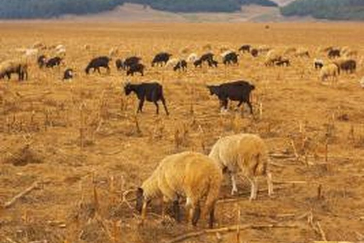 The Characteristics of Sheep vs. Goats | Pets on Mom.com