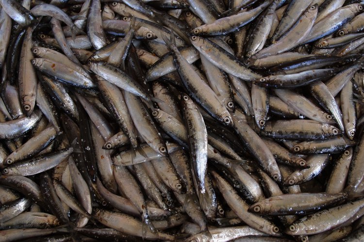 Las anchoas frescas son una opción más nutritiva que las enlatadas en aceite.