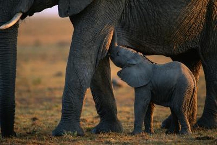 What Animals Stay Pregnant for a Long Time? | Pets on What Animals Stay Pregnant for a Long Time? | Pets on
