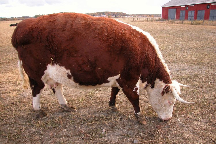 La punta de lomo está cerca de los cuartos traseros de la vaca.