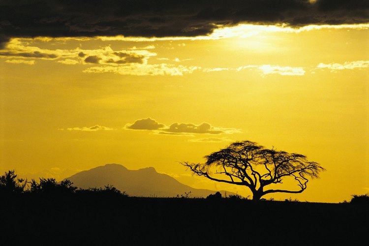 La miel de acacia rara vez proviene de las acacias reales.