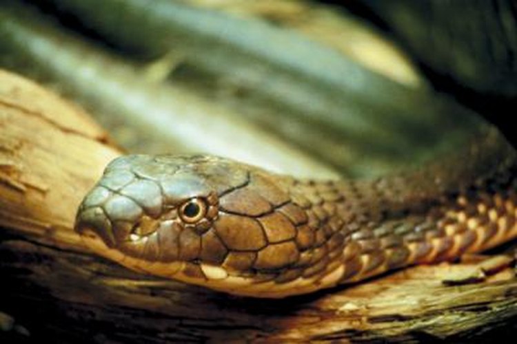 What Shape Are Venomous Snakes' Eyes?