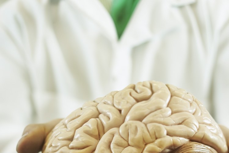 La tirosina se transforma en dopamina para el cerebro.